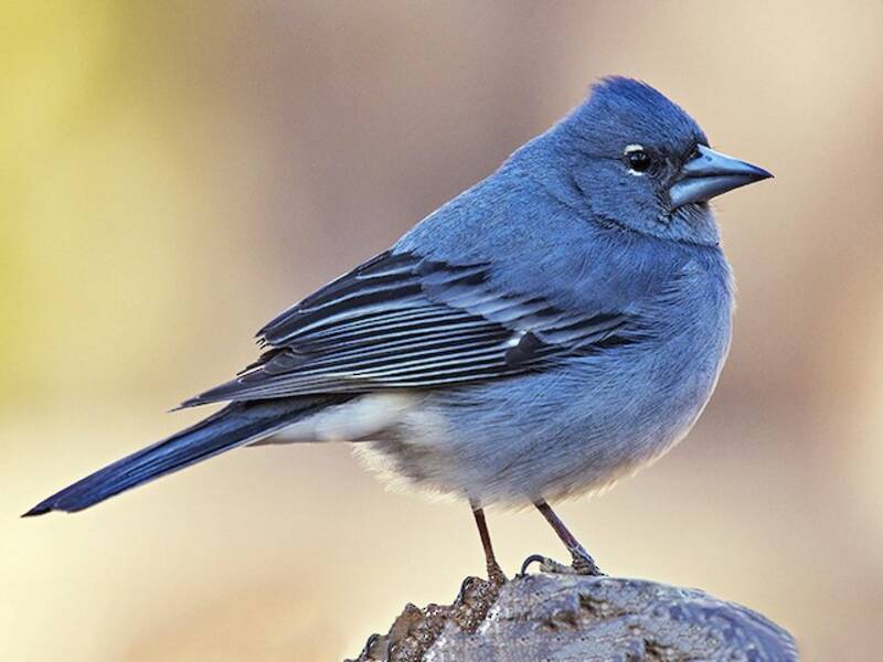 Pinson bleu de Tenerife, Photos 2