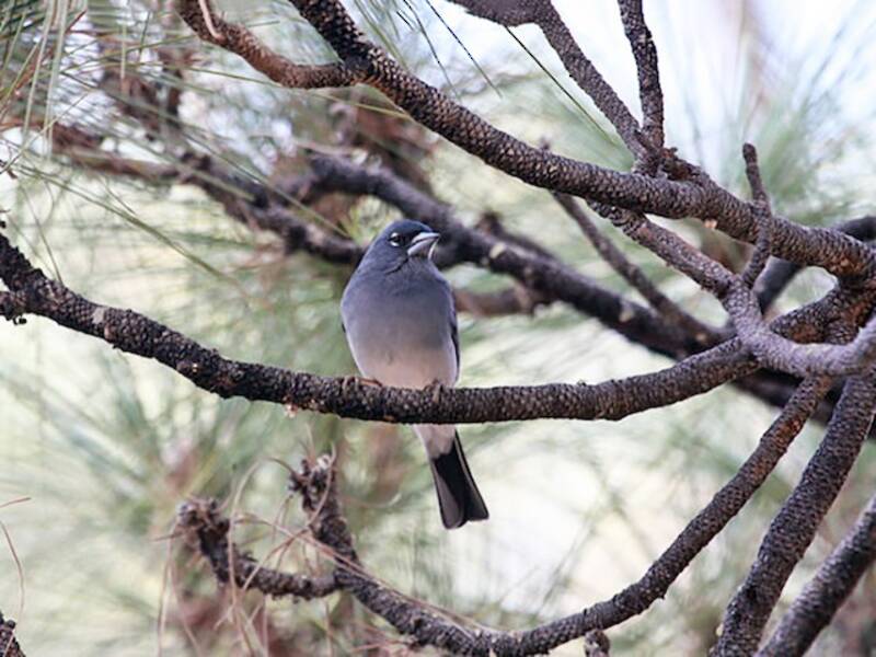 Pinson bleu de Tenerife, Photos 4