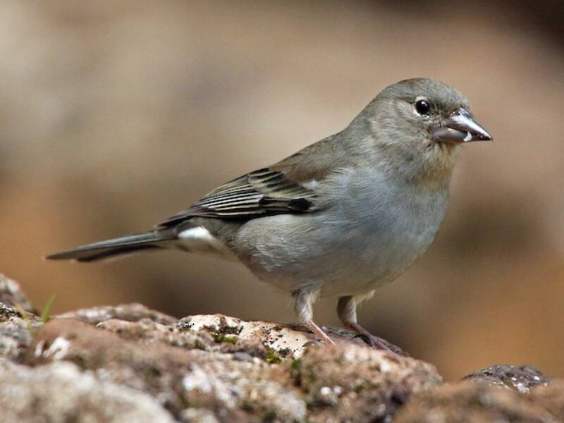 Pinson bleu de Tenerife, Photos 3