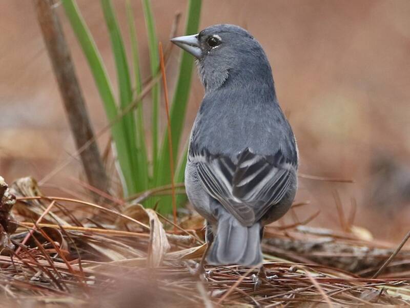 Gran Canaria Blue Chaffinch, Photos 2