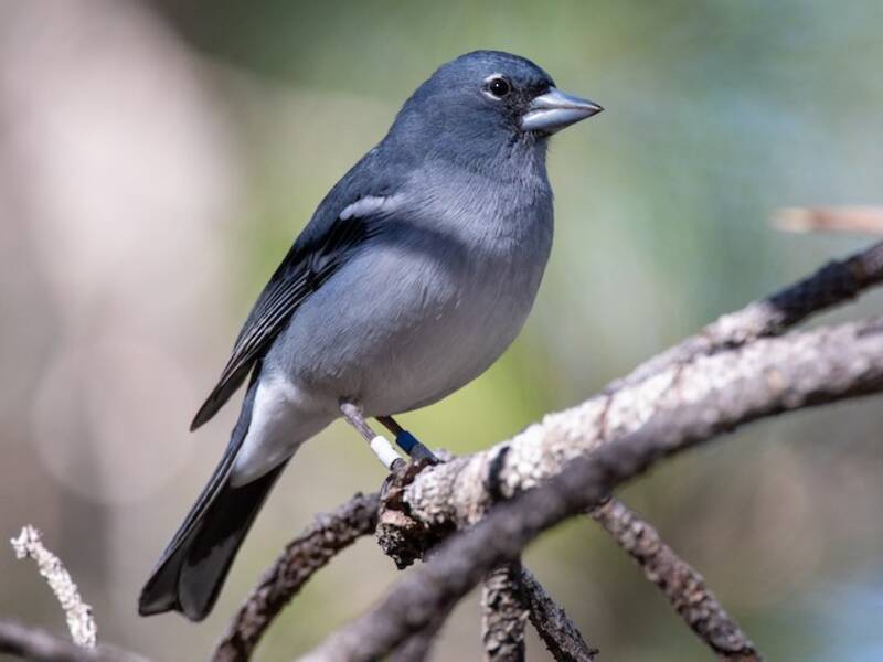 Gran Canaria Blue Chaffinch, Photos 3