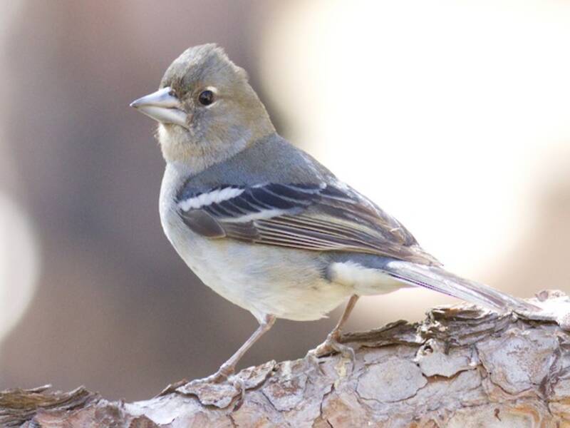 Gran Canaria Blue Chaffinch, Photos 4