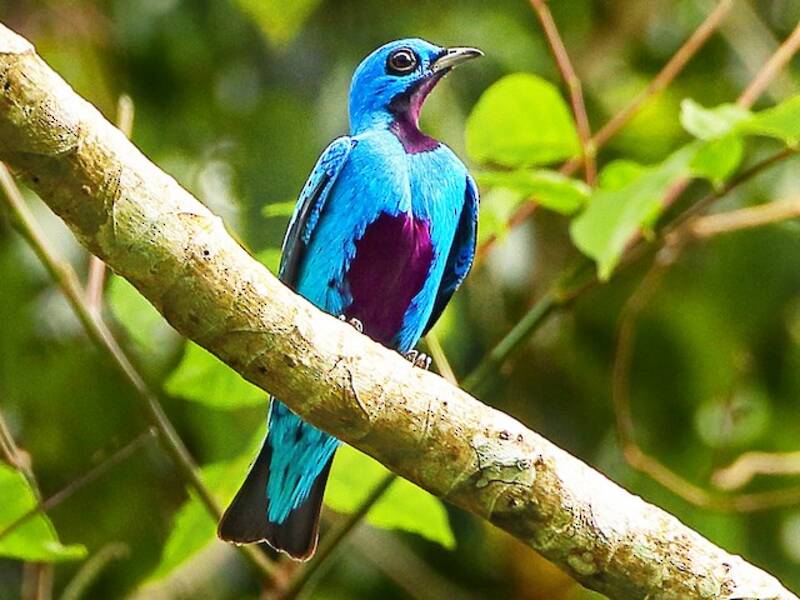 Cotinga céleste, Photos 4