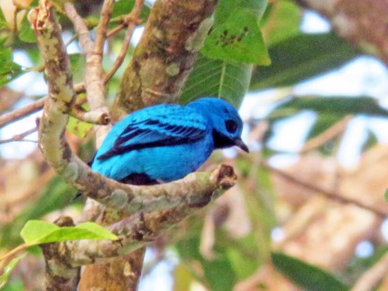 Cotinga céleste, Photos 3