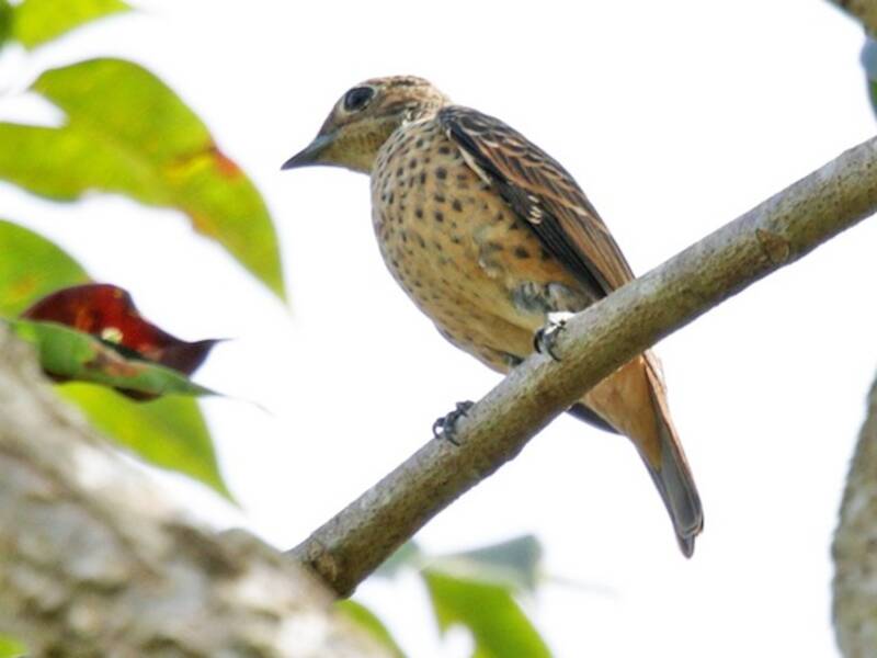 Cotinga céleste, Photos 2