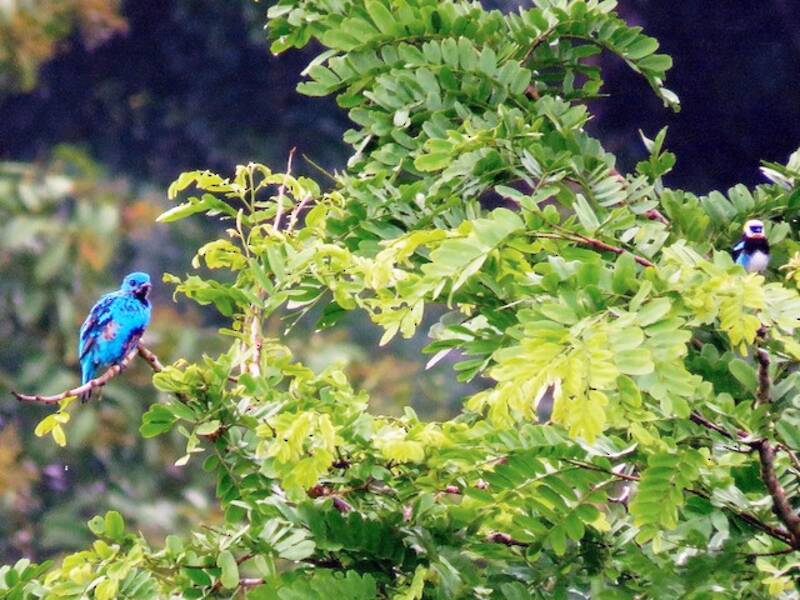 Cotinga céleste