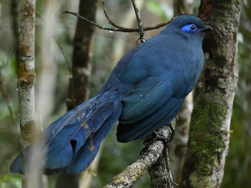 Blauer Seidenkuckuck