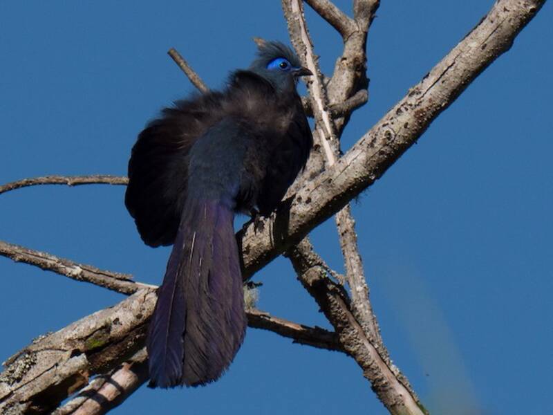 Coua blu, Foto 3