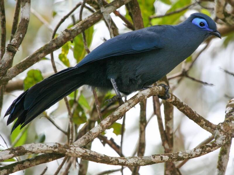 Coua blu, Foto 2