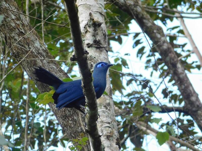 Coua blu, Foto 4