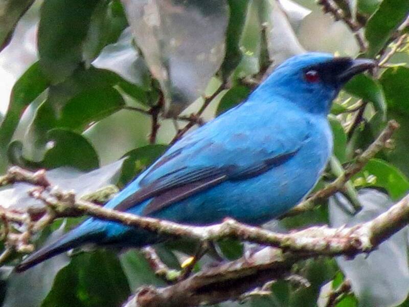 Blue Cuckooshrike, Photos 4
