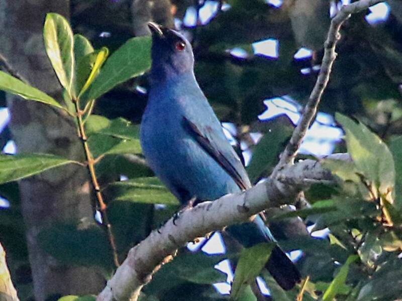 Blue Cuckooshrike