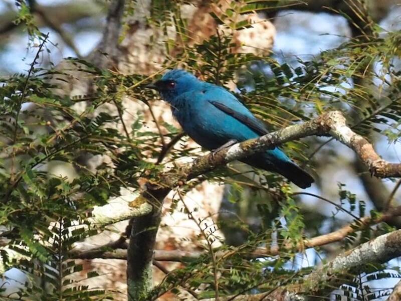 Blue Cuckooshrike, Photos 2