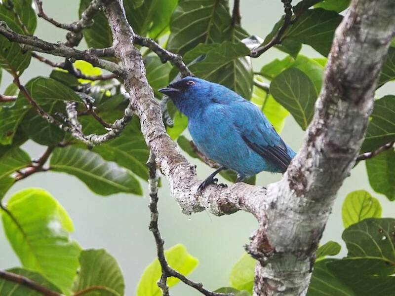 Blue Cuckooshrike, Photos 3