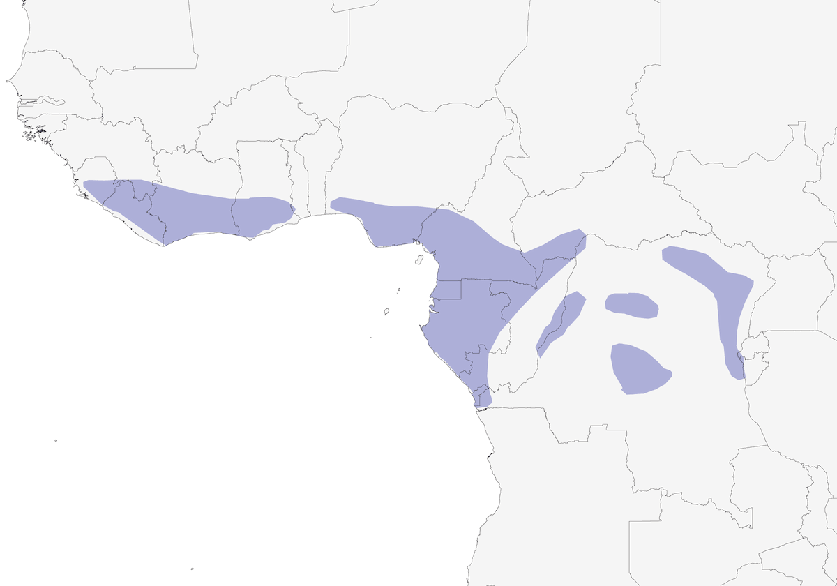 Blue Cuckooshrike, Distribution 1