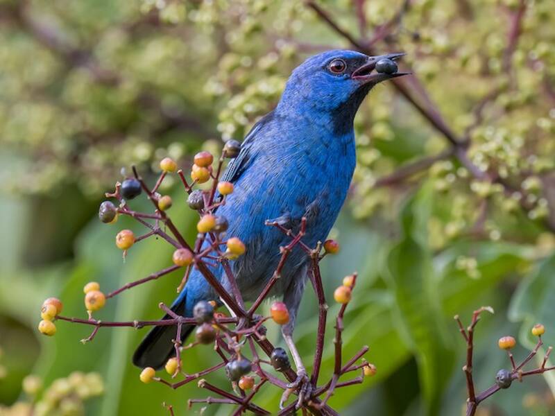Blaudacnis, Fotos 3