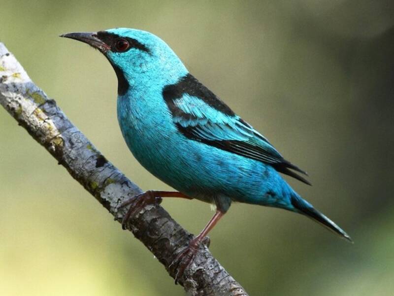 Blaudacnis, Fotos 2