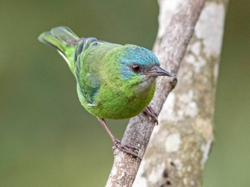 Dacnis azul