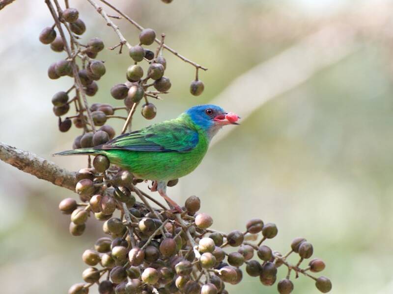 Blaudacnis, Fotos 4