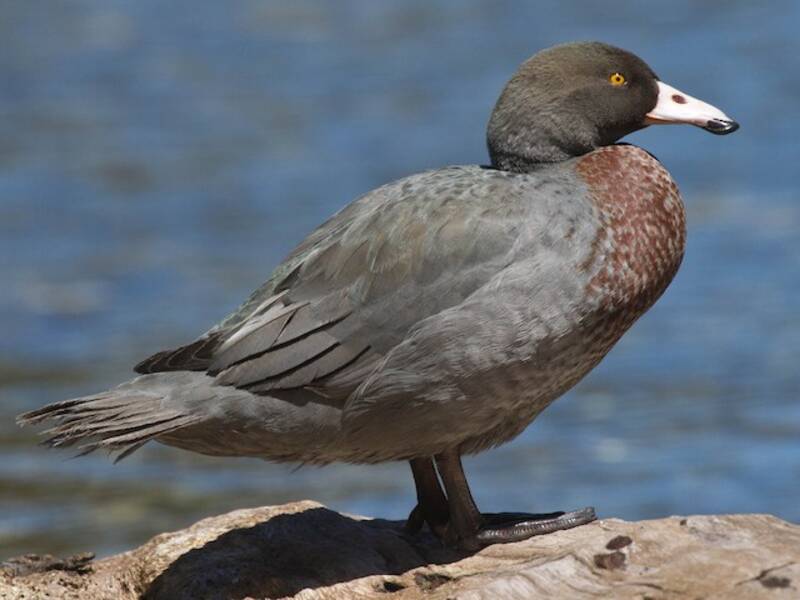 Blue Duck, 照片 3