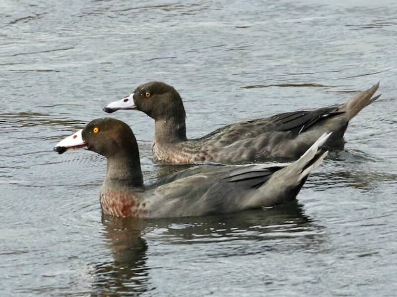 Blue Duck, 照片 2