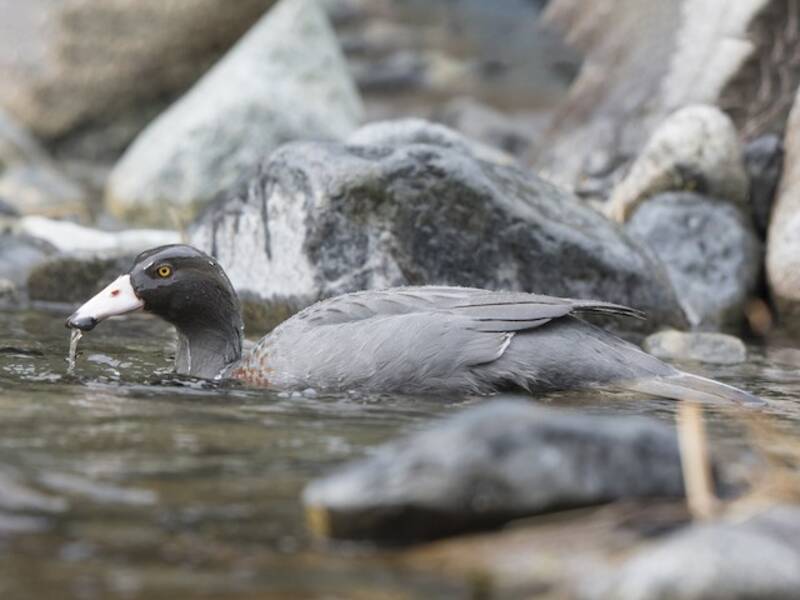 Blue Duck (Hymenolaimus malacorhynchos)