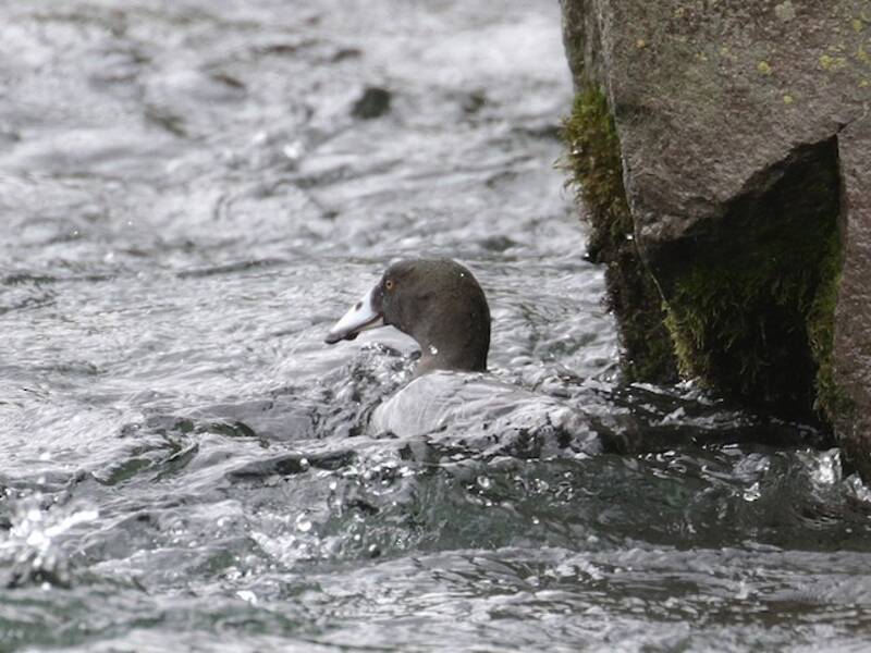 Blue Duck, 照片 4