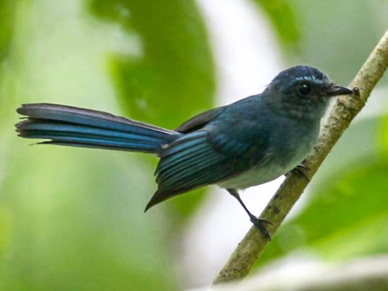 Coda a ventaglio blu di Mindanao, Foto 3