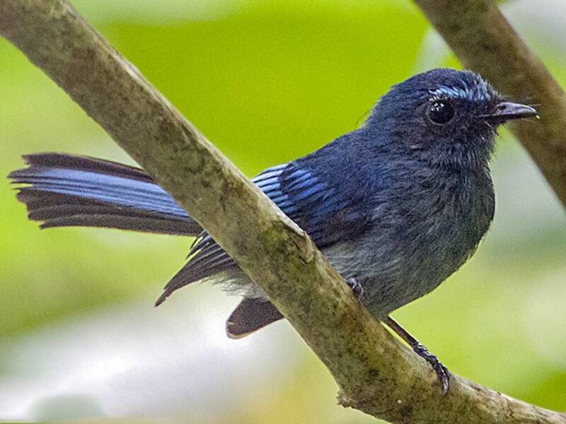 Coda a ventaglio blu di Mindanao, Foto 2