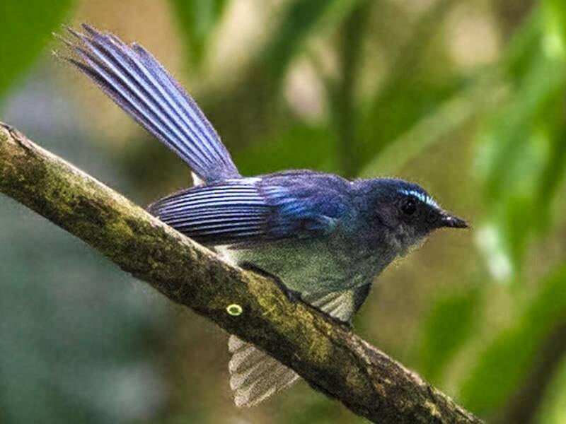 Rhipidure de Mindanao