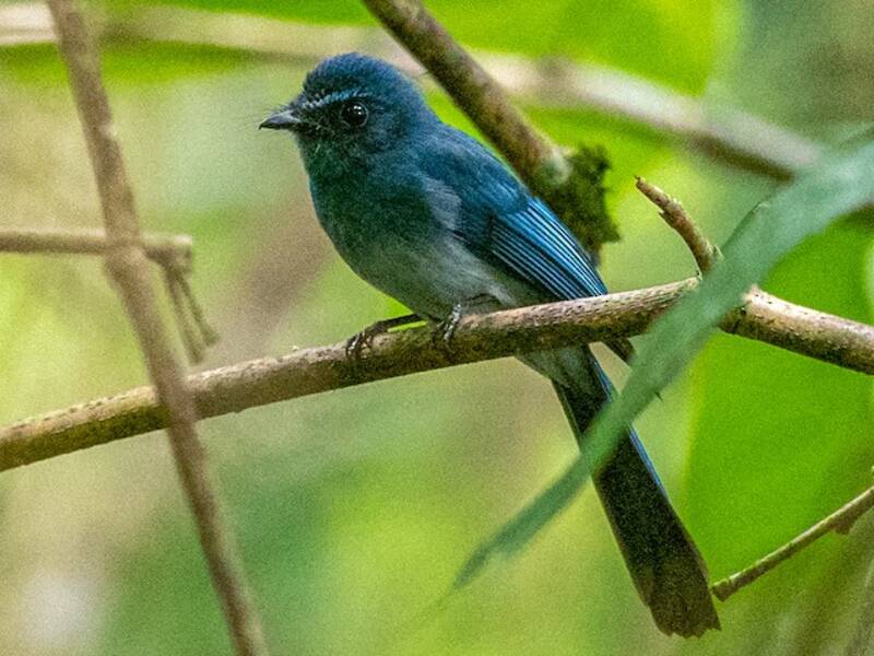 Coda a ventaglio blu di Mindanao, Foto 4