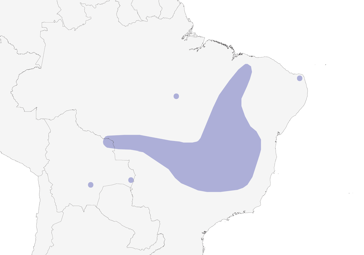 Fringuello azzurro, Distribuzione 1