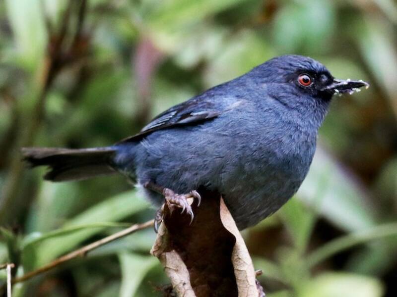 Bluish Flowerpiercer, Photos 3