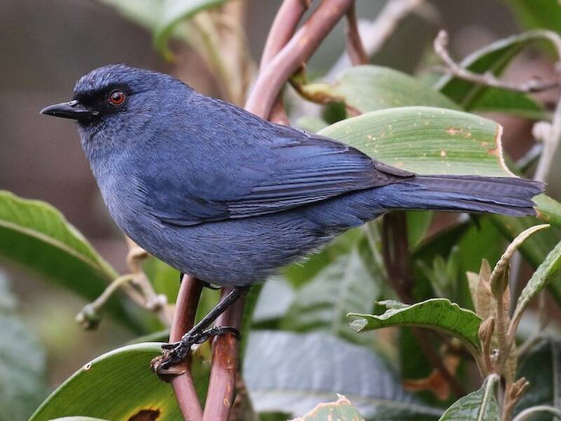 Bluish Flowerpiercer, Photos 2