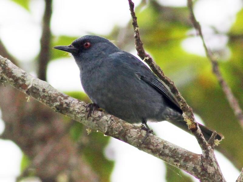 Bluish Flowerpiercer
