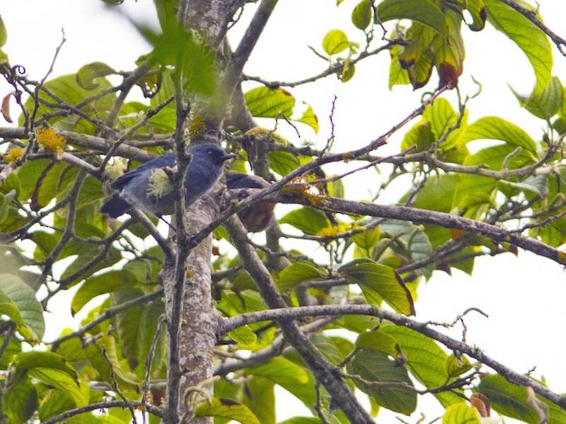 Bluish Flowerpiercer, Photos 4