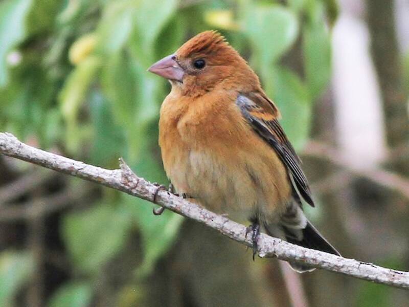 Blue Grosbeak