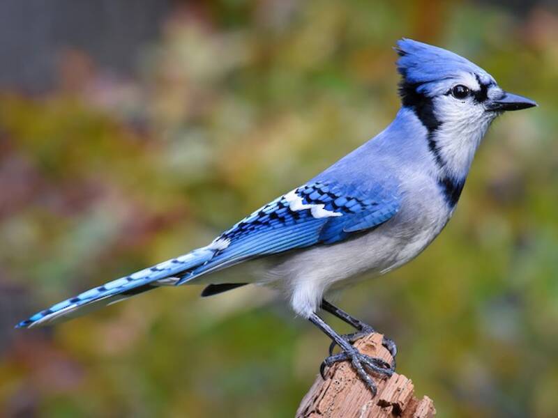 Blue Jay (Cyanocitta cristata)