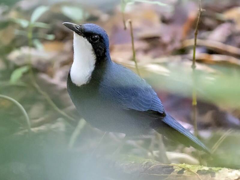 Timalí Joya Azul, Fotos 3