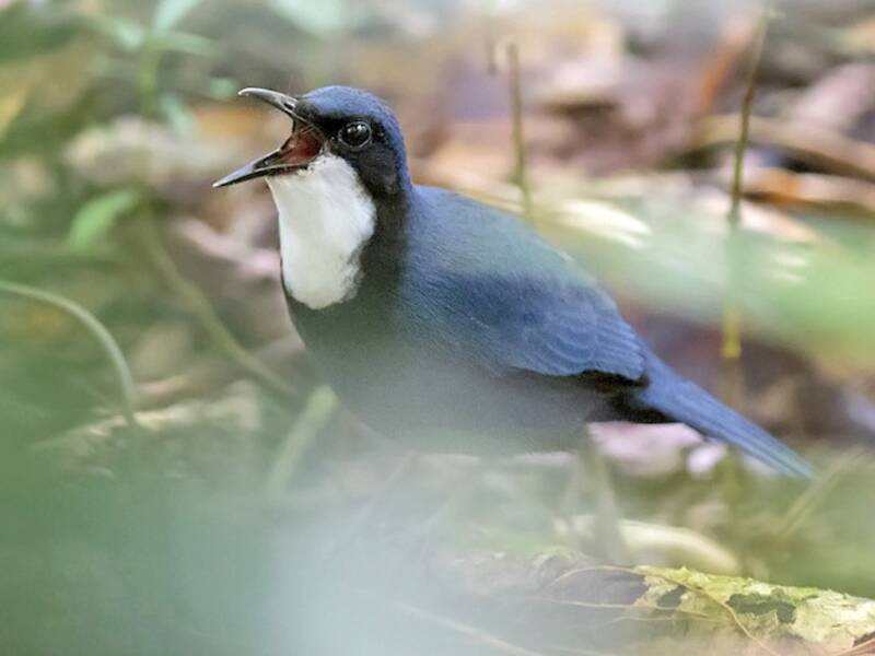 Timalí Joya Azul, Fotos 2