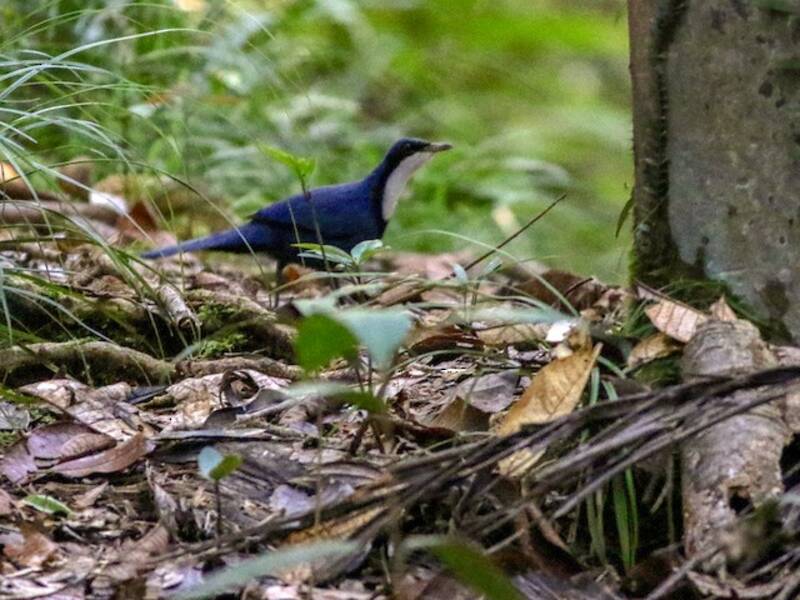 Timalí Joya Azul