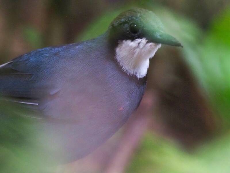 Dimorphic Jewel-babbler, Photos 3