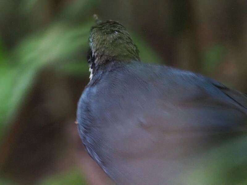 Dimorphic Jewel-babbler - Ptilorrhoa geislerorum