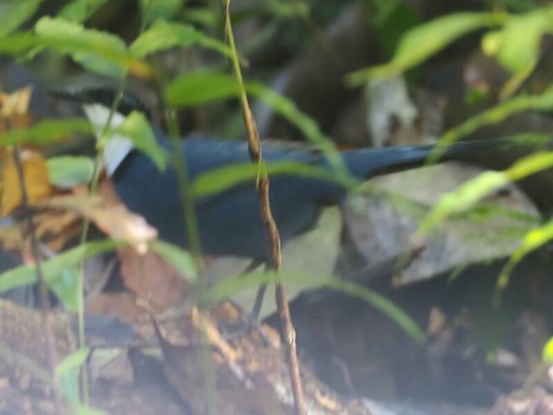 Dimorphic Jewel-babbler, Photos 2