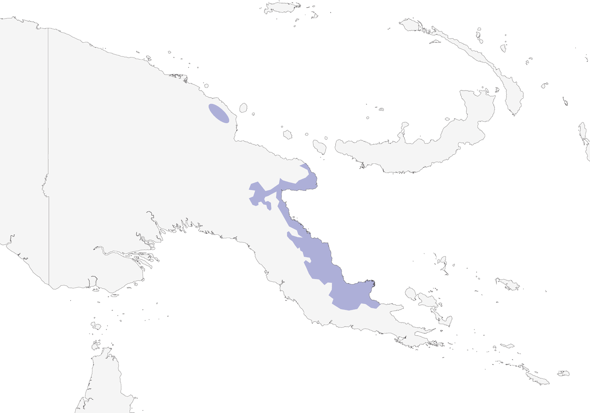 Dimorphic Jewel-babbler, Distribution 1