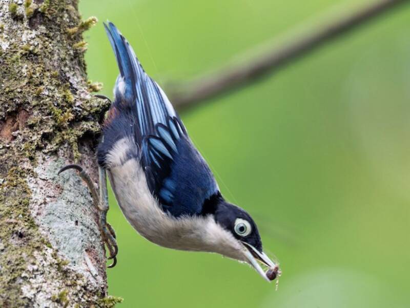 Azurnaschvogel