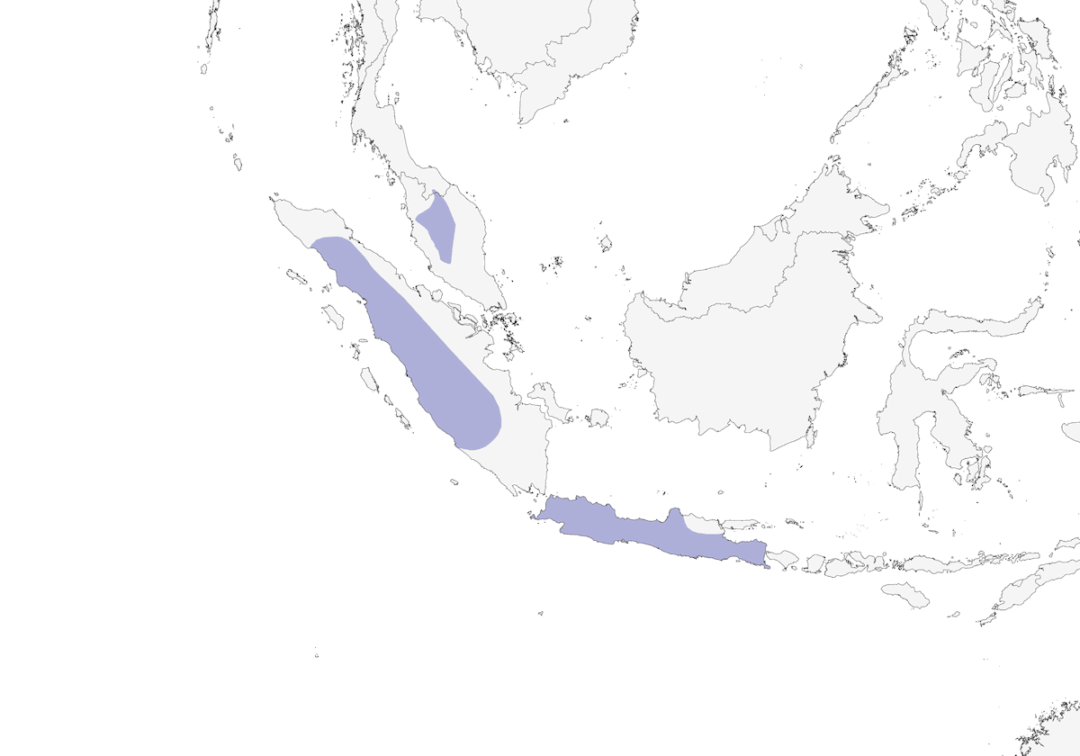 Trepador Azul, Distribución 1