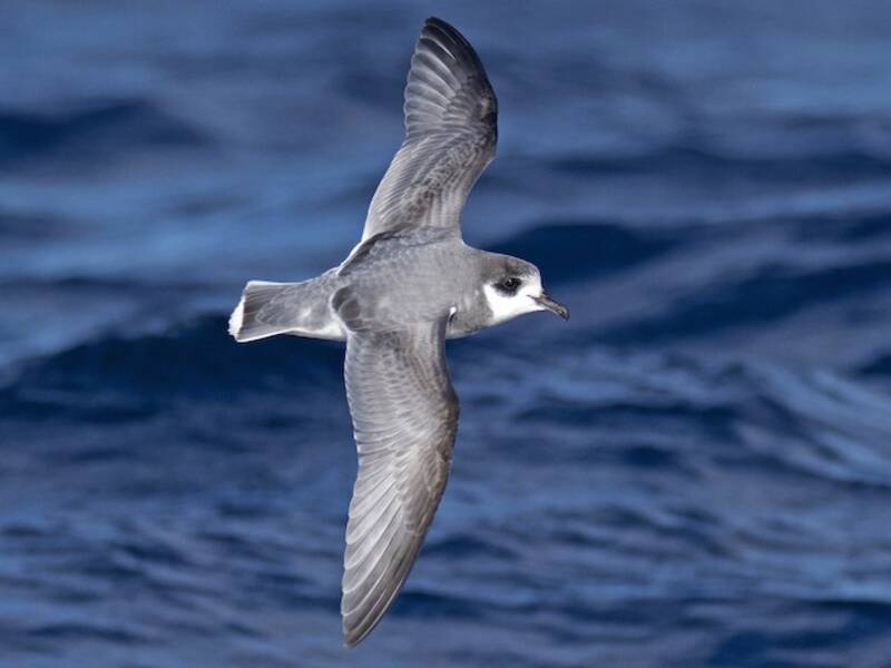 Petrello azzurro