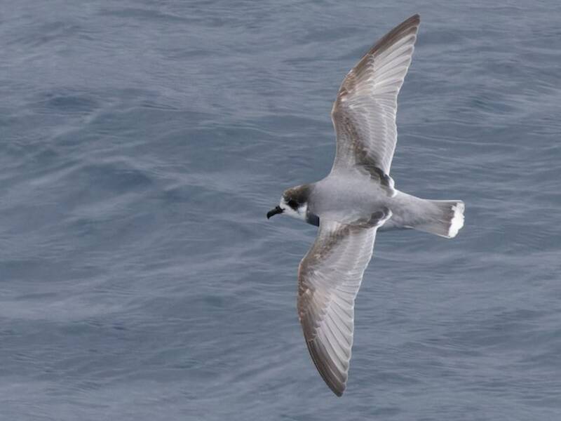 Petrello azzurro, Foto 3