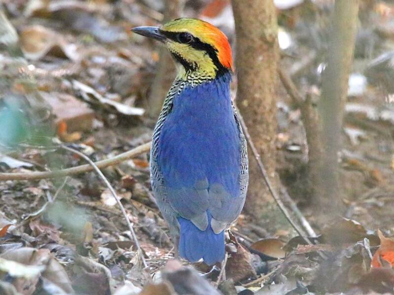 Blue Pitta, 照片 3